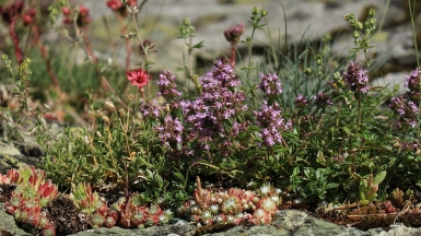 Автор: AldoGallo. Источник: pixabay.com