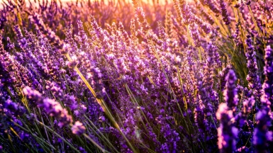 Фото: Léonard Cotte, unsplash.com