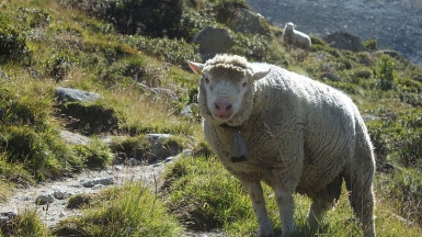 Автор: AldoGallo. Источник: pixabay.com