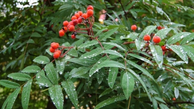 Фото нашего Странника Владимира Гущина