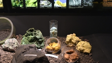 Фото из архива музея «Вулканариум»