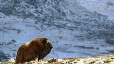 Овцебык. Фото: Marc Eggert on Unsplash.com