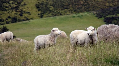 Фото: karlnorling, visualhunt.com