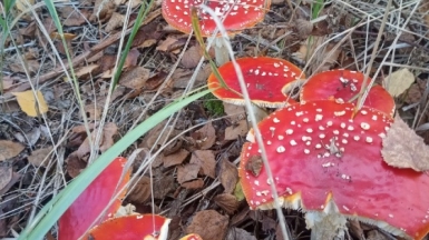 Фото нашего гида Ирины Пряничниковой