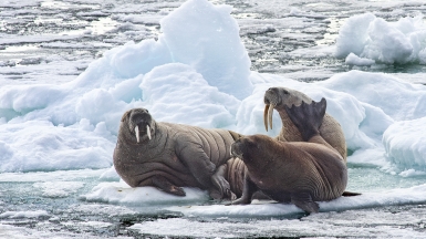 Фото: Christopher.Michel. Источник: visualhunt.com