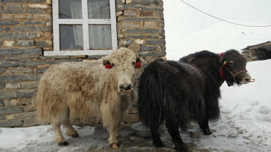 Яки в Хай Кемпе. Фото из архива Клуба