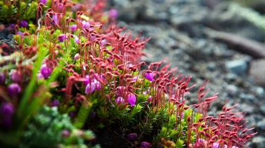 Авачинский вулкан, фото: Степанов Илья