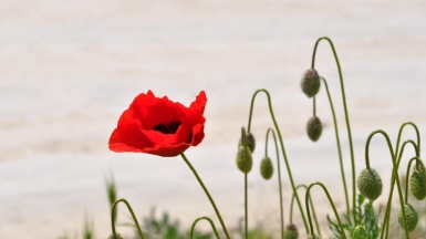 Фото: Maria Cassagne, unsplash.com