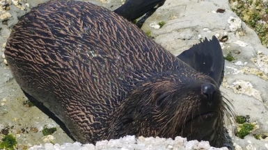 Фото: JustGoThere.NZ