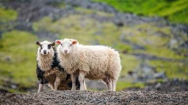 Автор: zosia korcz, источник: unsplash