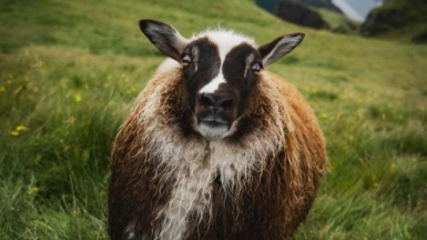 Фото: Karsten Winegeart on Unsplash