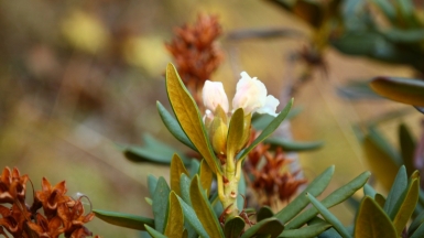 Фото Ирины Пшестанчик