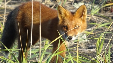 Фото: Martin Ehrensvärd, visualhunt.com