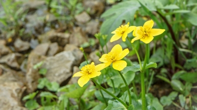 Фото: Dmitry Shutkin, visualhunt.com