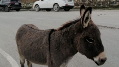 Фото нашей Странницы Эллы Бобровой