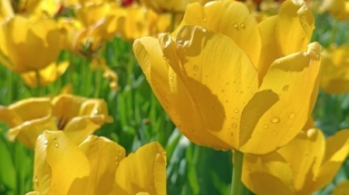 Фото нашего гида Ирины Пряничниковой