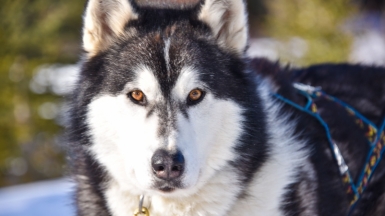 Фото: Steve Wiesner, unsplash.com