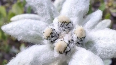 эдельвейс. Фото нашей Странницы Марии Дель