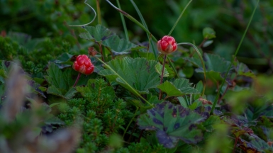 Фото: jayde keroi on unsplash