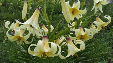 Фото нашего гида Елены Кузура