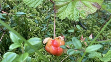 Фото нашей Странницы Татьяны Ладыкиной