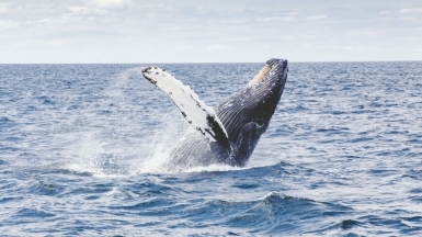 Фото: thomas kelley, unsplash.com Фото: thomas kelley, unsplash.com