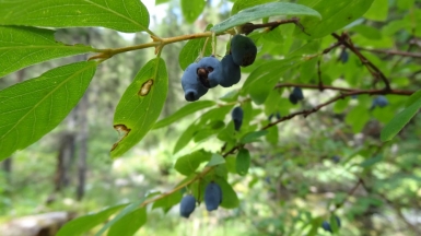 Фото нашей Странницы Веры Елькиной