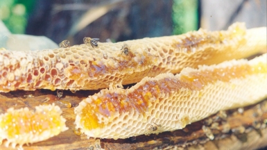 Фото с сайта ФГБУ «Государственный заповедник «Шульган-Таш»