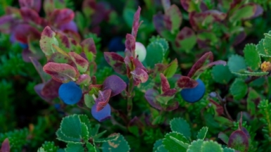 Фото: Jayde Keroi on unsplash