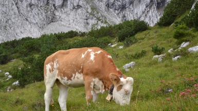 Автор: Mikes1978. Источник: pixabay.com