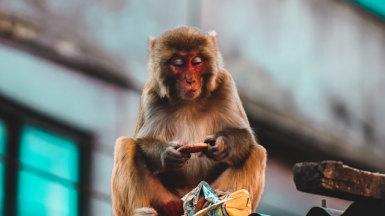 Фото: Samrat Khadka on unsplash