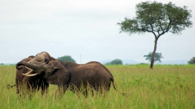 Фото: paulshaffner, visualhunt.com