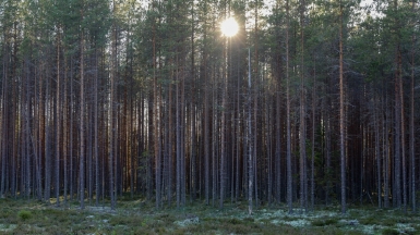 Фото: Ninara on Visualhunt