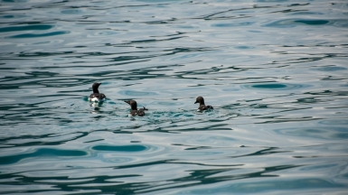 Фото Snapsaga для Unsplash.com