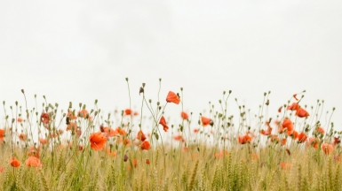 Фото: Henry Be, unsplash.com