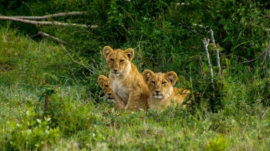 Фото: Leon Pauleikhoff, unsplash.com