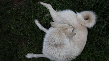 Увязался с нами исследовать посёлок. Фото нашего Странника Александра Панченко
