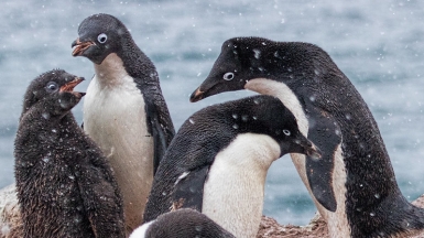 Пингвины Адели. Фото: Travels with Kathleen, visualhunt.com