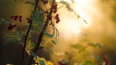 Автор фото: Aarón Blanco Tejedor, источник: unsplash.com