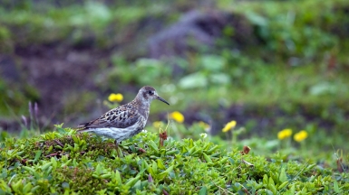 Фото: Витюгова Женя, wikimedia.org