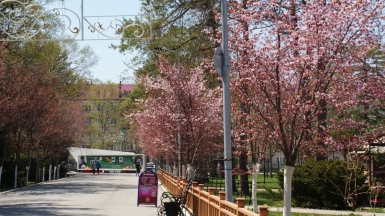 Аллея сакуры в парке им. Ю.А.Гагарина. Фото из архива Клуба