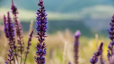 Фото: Ani Adigyozalyan, unsplash.com