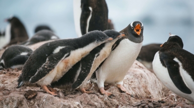 Фото: John Bozinov