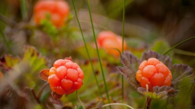 Фото: Ilkka Koivula на Pixabay