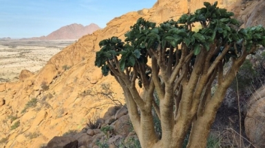 Баобаб. Шпицкоппе. Фото: наш гид Алексей Шорец