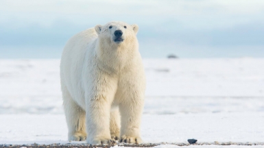 Фото: puliarf, visualhunt.com