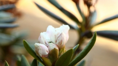 Фото Ирины Пшестанчик