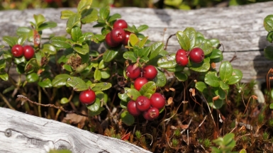 Фото: Tatters ✾, visualhunt.com