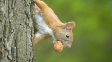 Фото: hedera.baltica on Visualhunt