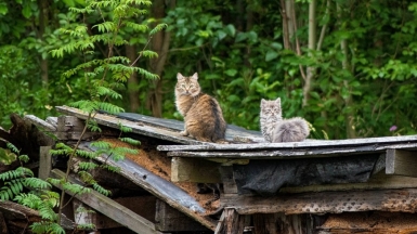 Фото: lumiegor, visualhunt.com